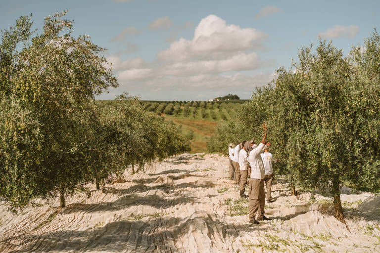 A imagem mostra um olival com várias árvores de oliveira. No primeiro plano， quatro trabalhadores estão em pé entre as árvores， observando ou realizando alguma atividade. Ao fundo， há uma colina com mais oliveiras e um céu parcialmente nublado.