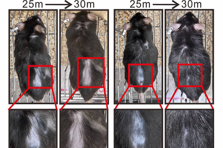 A imagem apresenta uma comparação entre ratos em diferentes idades， com duas categorias: Aging-NC e Aging-302b. Cada categoria mostra duas imagens， uma aos 25 meses e outra aos 30 meses. As imagens são divididas em seções retangulares vermelhas que destacam áreas específicas dos ratos. As imagens inferiores mostram detalhes ampliados das áreas destacadas.