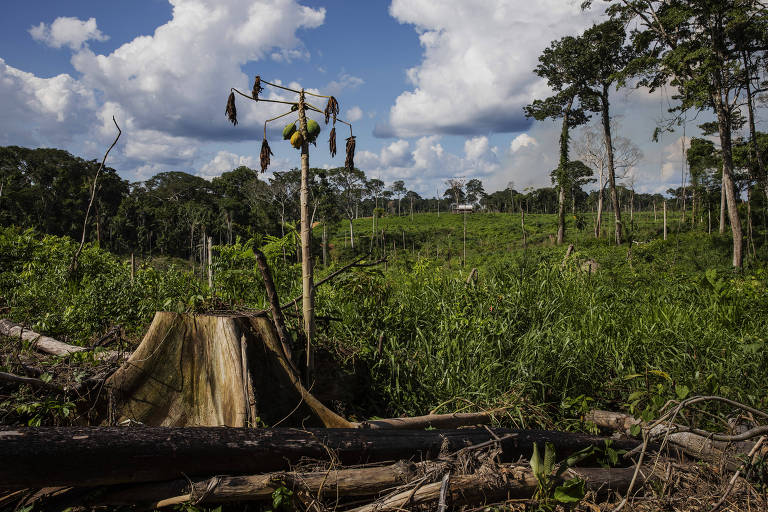 A imagem mostra uma área de floresta desmatada， com troncos de árvores cortadas ao chão e um toco visível. Ao fundo， há uma área verde com algumas árvores remanescentes e um céu azul com nuvens brancas. Um poste com objetos pendurados está presente na cena， indicando atividade humana na área.