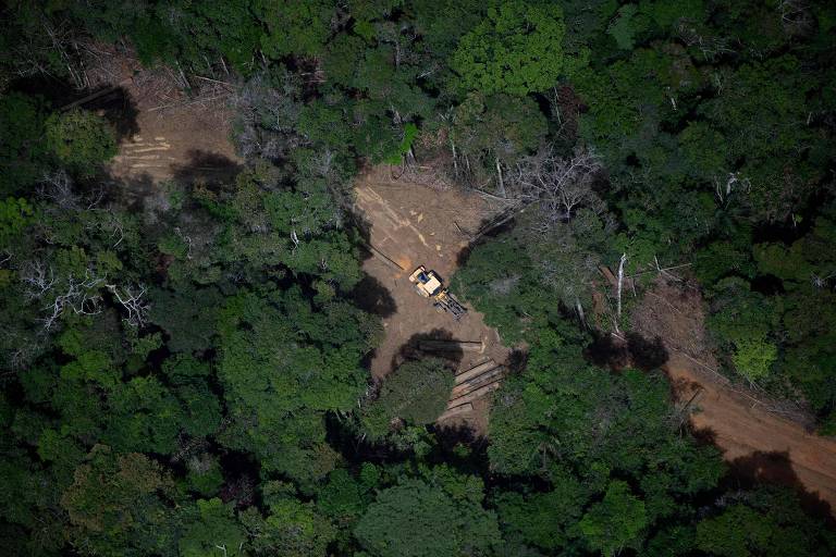 Vista aérea da floresta; há um caminhão e troncos caídos em uma clareira