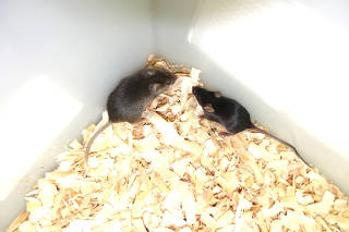 Chinese scientists create mice with two male parents that live to adulthood
