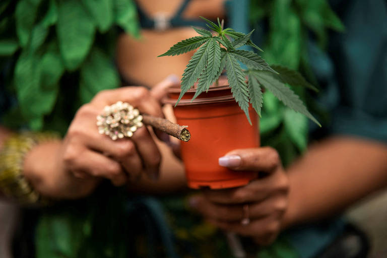 A imagem mostra uma mão segurando um vaso de planta de Cannabis. A planta tem folhas verdes e está em um vaso de barro laranja. A outra mão segura um cigarro. O fundo é desfocado， mas há folhas verdes ao redor.