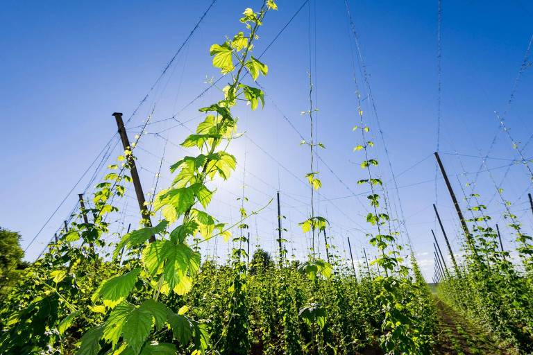 Imagem de um campo de lúpulo， com plantas verdes subindo em direção ao céu. O fundo é um céu azul claro， e há postes verticais que sustentam as plantas. A luz do sol ilumina a cena， destacando as folhas e os caules das plantas.