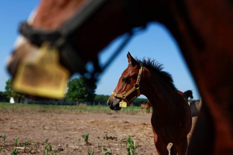 A imagem mostra um cavalo marrom em um campo， com um fundo desfocado que inclui outros cavalos. O cavalo em primeiro plano está usando um cabresto e parece estar olhando para o lado. O céu está claro e azul， e há vegetação ao fundo.
