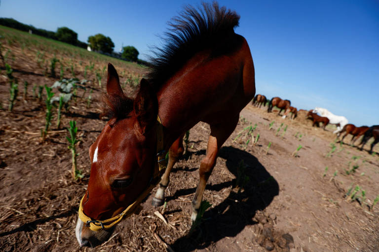 Um dos cavalos modificados geneticamente em San Antonio de Areco, Buenos Aires