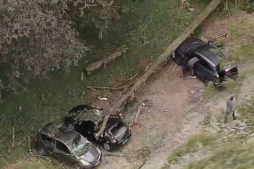 Árvore de grande porte cai no parque do Carmo, em SP, e atinge três veículos