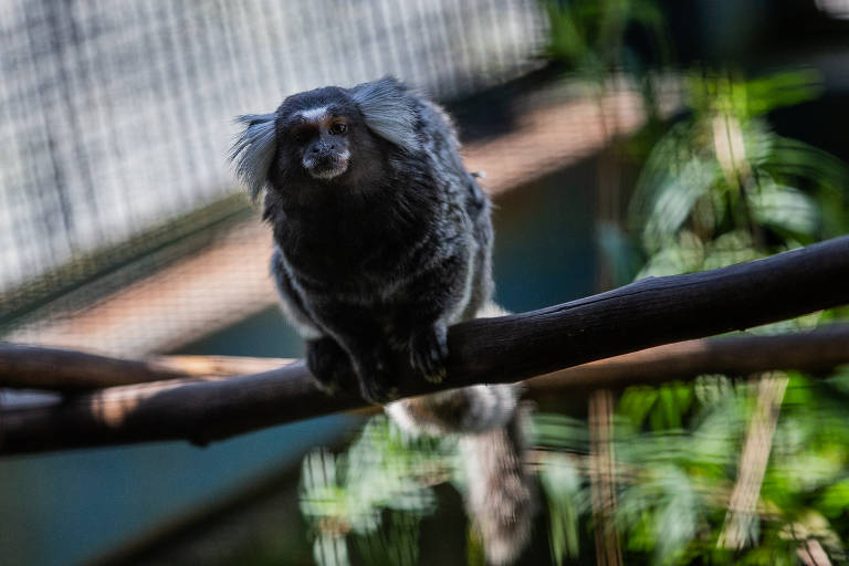 Um macaco sagui está sobre um troco de árvore; ele olha para a lente da câmera