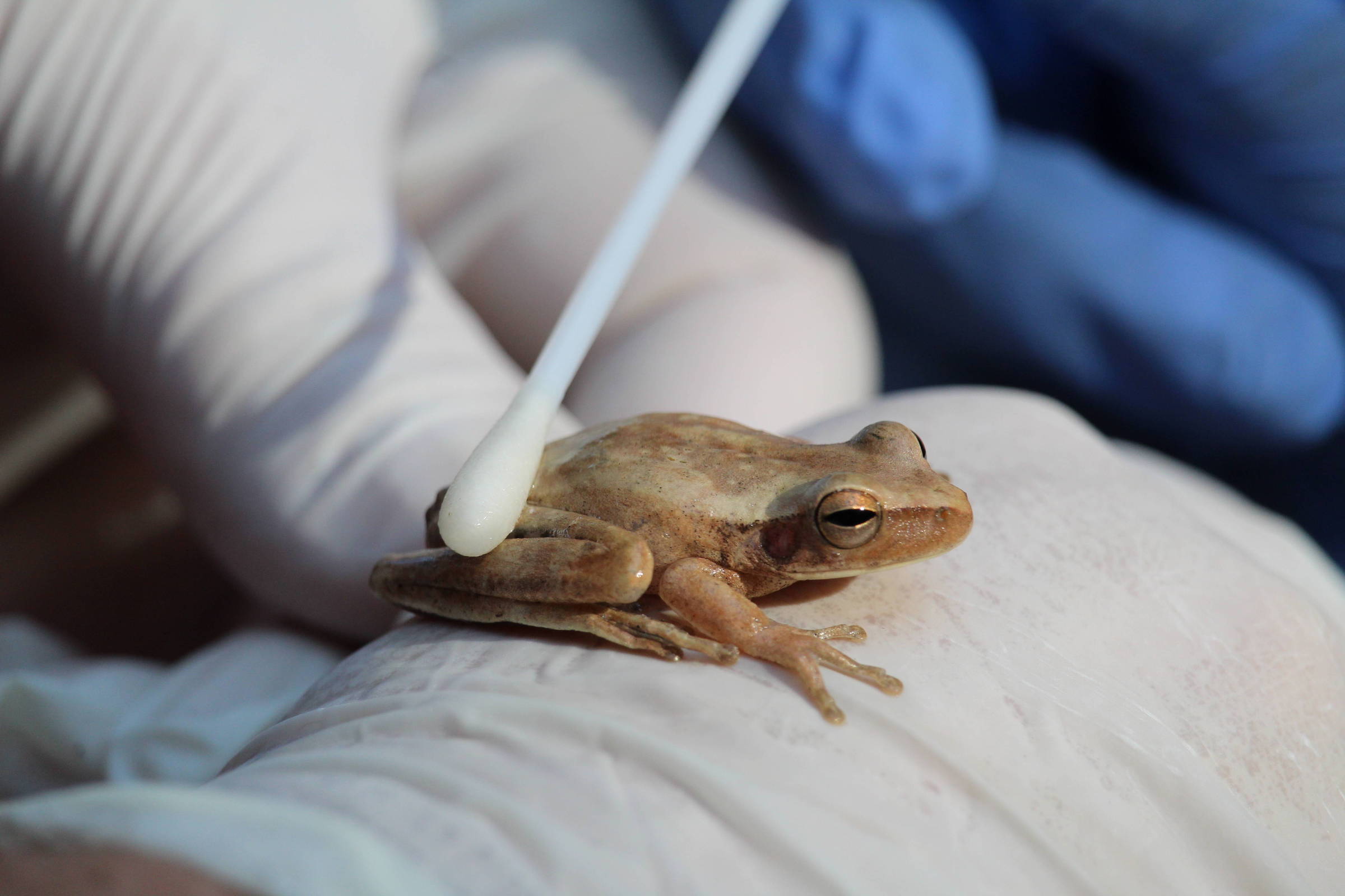 Cientistas registram no Ceará fungo que sufoca sapos, rãs e pererecas até a morte