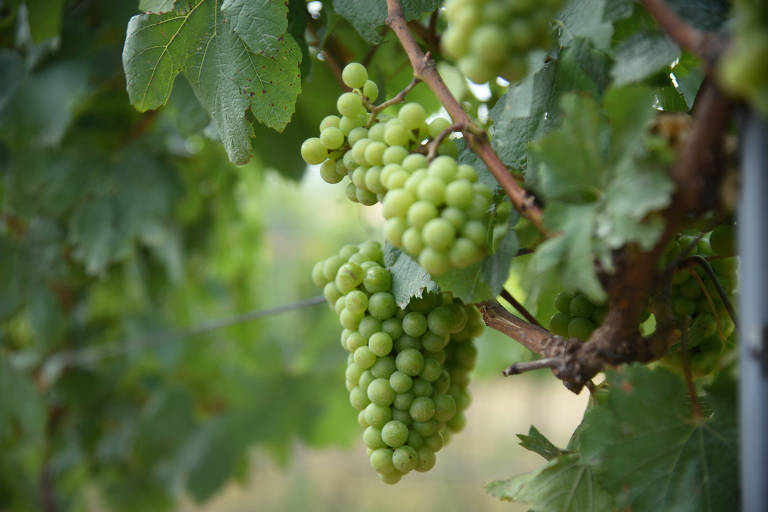 A imagem mostra cachos de uvas verdes pendurados em uma videira， cercados por folhas verdes. As uvas estão em um estágio de maturação， com uma coloração verde clara e textura suave.