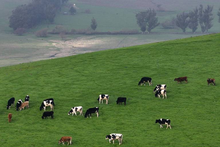 Uma paisagem verdejante com várias vacas pastando em um campo. O cenário é montanhoso， com árvores ao fundo e uma leve neblina cobrindo a área. As vacas são de diferentes cores， incluindo preto e branco， e algumas estão próximas umas das outras， enquanto outras estão mais distantes.
