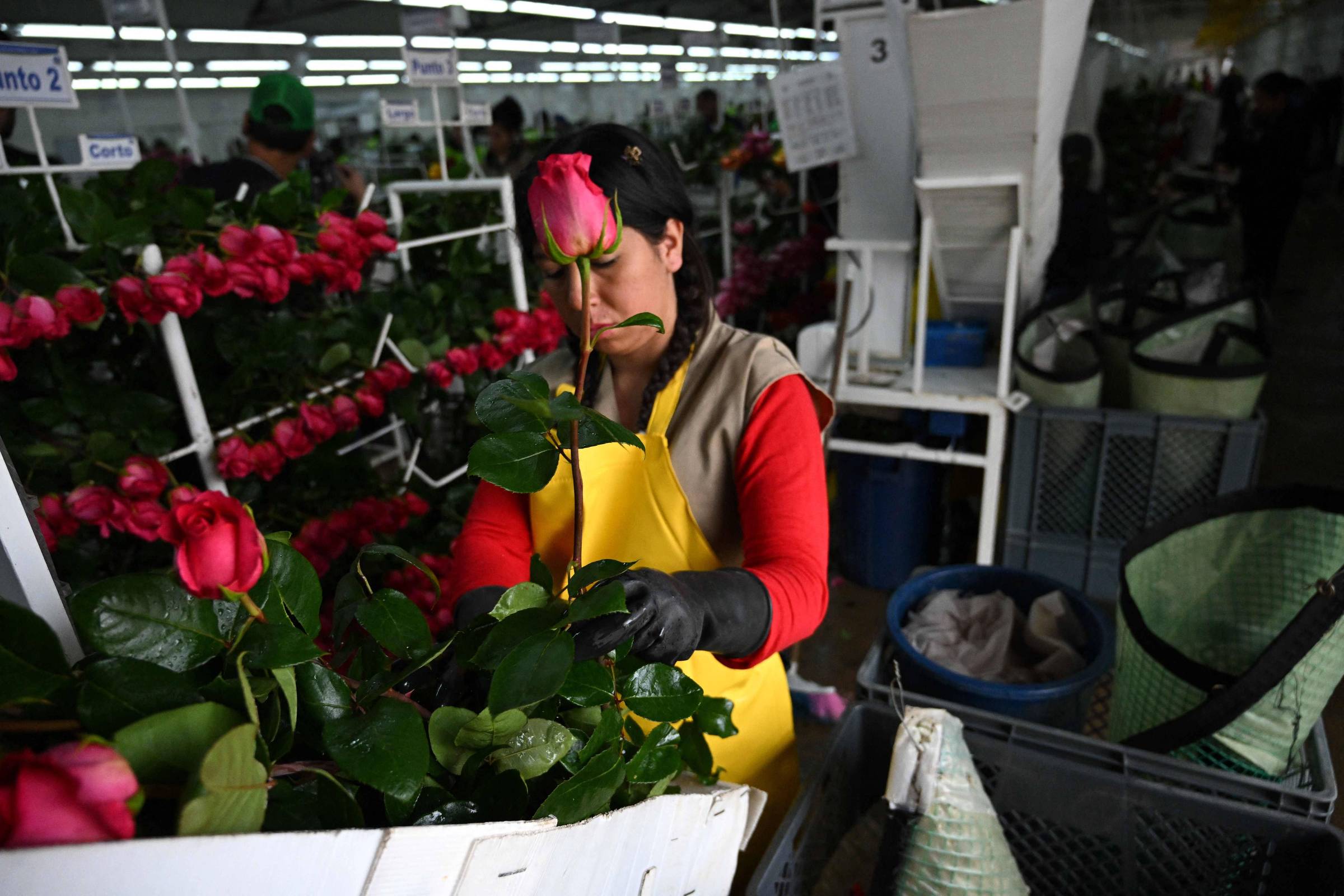 Colômbia corre para exportar flores aos EUA sob temor de tarifas