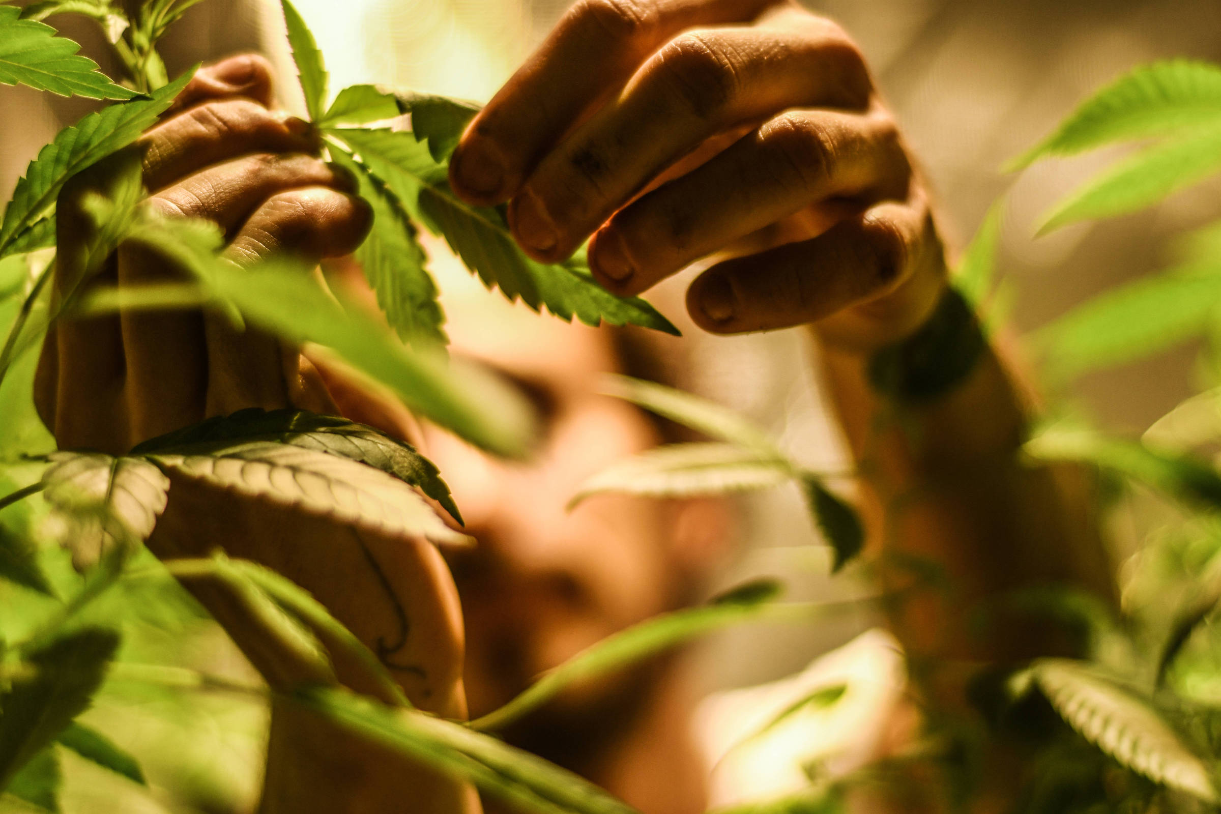 Anvisa avalia Cannabis medicinal dermatológica e importação da planta