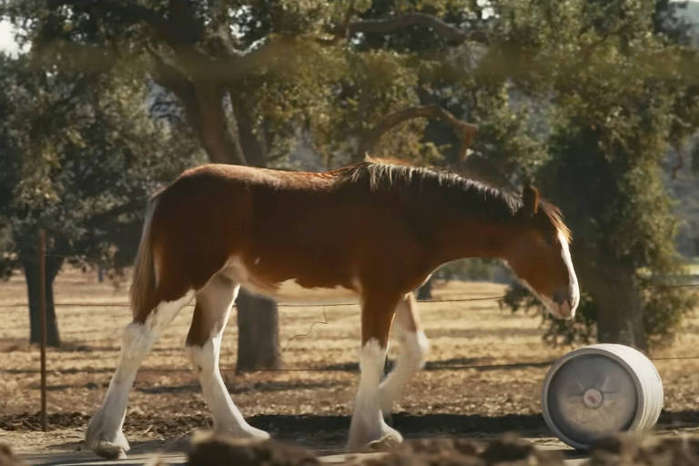 Um cavalo marrom com manchas brancas está caminhando em um campo aberto. Ao fundo， há árvores e uma cerca. O cavalo parece estar se aproximando de um objeto redondo no chão， que pode ser um fardo de feno ou um recipiente. A luz do sol ilumina a cena， criando um ambiente tranquilo.