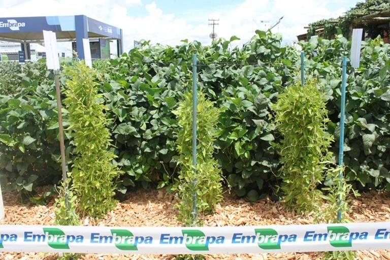 A imagem mostra um campo com várias plantas cultivadas em fileiras. As plantas são altas e estão apoiadas em estacas. Ao fundo， há uma densa vegetação verde. Na parte inferior da imagem， há uma faixa com o nome 039;Embrapa039; em destaque.