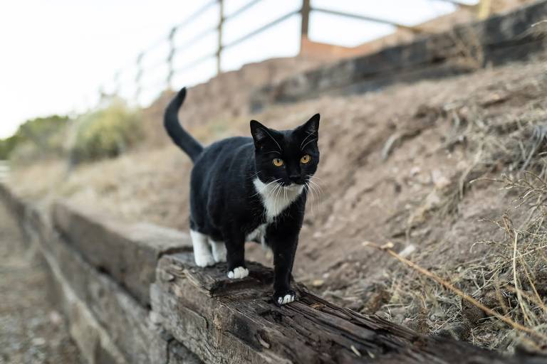 Um gato preto e branco está caminhando sobre um tronco de madeira em um ambiente ao ar livre. O gato tem pelagem preta com manchas brancas nas patas e no peito， e seus olhos são de um tom amarelo. Ao fundo， há uma cerca de madeira e um terreno seco com vegetação escassa.