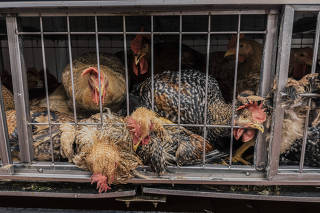 Caged chickens at a butcher shop in New York, on May 16, 2024. (Juan Arredondo/The New York Times)