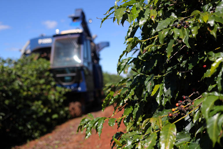 A imagem mostra um trator azul em um campo de café， com plantas de café em primeiro plano. O céu está claro e ensolarado， e o trator parece estar em movimento， colhendo os grãos de café.