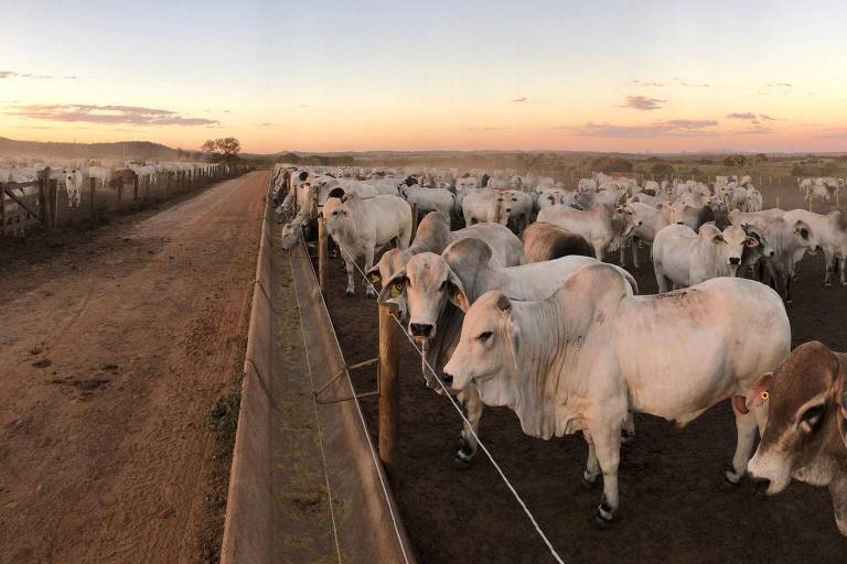 A imagem mostra um grande grupo de gado， predominantemente vacas brancas， em uma pastagem. O cenário é ao ar livre， com um caminho de terra à esquerda e um céu colorido ao entardecer， apresentando tons de azul e laranja. O gado está próximo a uma cerca de madeira.