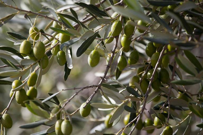 A imagem mostra ramos de uma oliveira， com frutos verdes pendurados entre as folhas. As folhas são longas e estreitas， de cor verde escura， e os frutos são pequenos e arredondados.