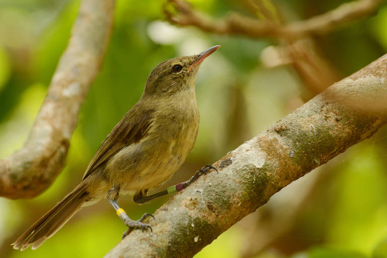 Um pássaro pequeno， de plumagem predominantemente marrom e amarelo， está empoleirado em um galho de árvore. O fundo é desfocado， com folhas verdes ao redor， sugerindo um ambiente natural e tropical.
