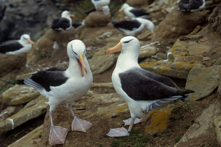 A imagem mostra dois albatroses em primeiro plano， com plumagem branca e preta， em um ambiente rochoso. Ao fundo， outros albatroses estão visíveis， também em um terreno semelhante. Os pássaros estão em uma posição que sugere interação entre eles.
