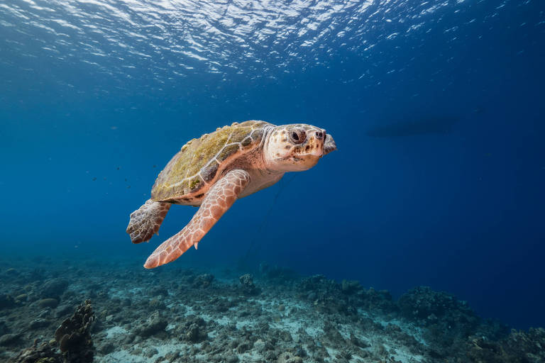 A imagem mostra uma tartaruga marinha nadando em águas azuis profundas. O fundo é composto por rochas subaquáticas e a superfície da água reflete a luz， criando um efeito de brilho. A tartaruga tem um casco de cor verde e manchas marrons， com nadadeiras visíveis enquanto se move.
