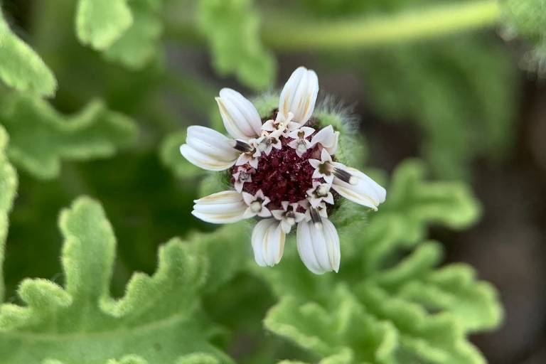 A imagem mostra uma flor com pétalas brancas e um centro vermelho， cercada por folhas verdes. As pétalas são finas e dispostas em camadas， enquanto o centro da flor é mais escuro， criando um contraste com as pétalas. As folhas ao fundo têm uma forma recortada e são de um verde vibrante.