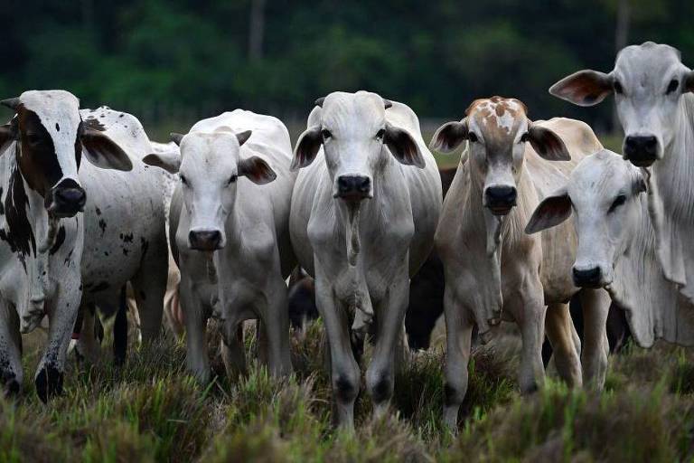 Foto de vários bois em um pasto olhando para a câmera