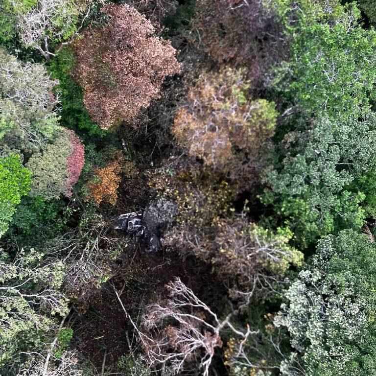 Imagem aérea de uma floresta, mostrando árvores chamuscadas pelo fogo da queima do avião derrubado pela FAB