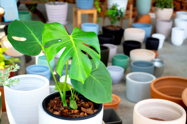 A imagem mostra uma variedade de vasos de plantas dispostos em um ambiente. Em primeiro plano， há um vaso branco com uma planta Monstera， cujas folhas grandes e verdes se destacam. Ao fundo， diversos vasos de diferentes cores e tamanhos， incluindo vasos de cerâmica e plástico， estão organizados de forma ordenada.