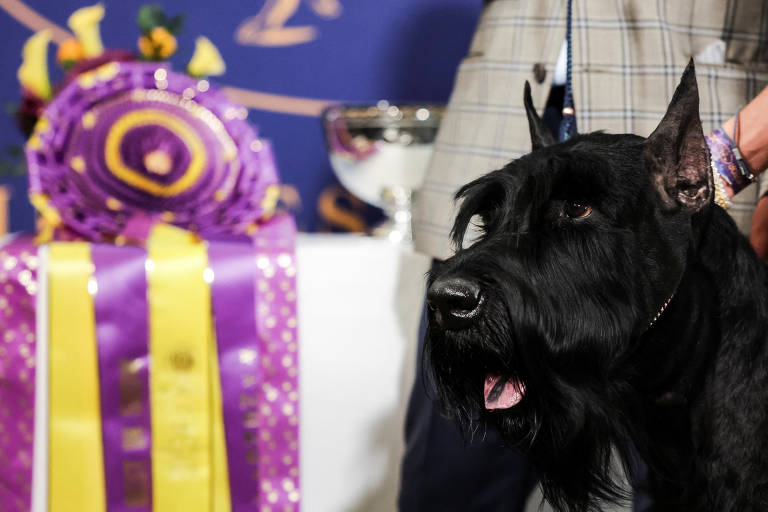 A imagem mostra um cachorro da raça Schnauzer gigante， com pelagem preta e focinho visível， ao lado de um troféu e uma faixa de premiação. A faixa é predominantemente roxa com detalhes em amarelo e possui um grande laço. Ao fundo， há uma mesa com um troféu prateado