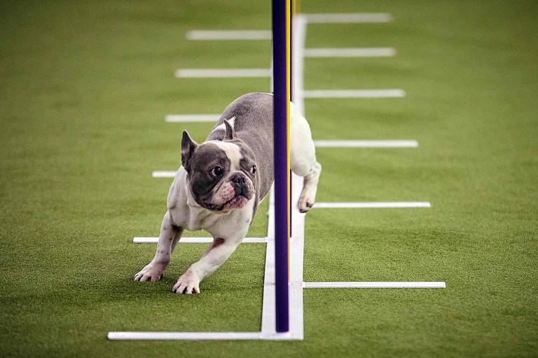 Um cachorro da raça bulldog francês está passando por um obstáculo em um campo de grama sintética. O cão está se movendo entre postes verticais dispostos em linha， demonstrando agilidade. O fundo é verde e as linhas brancas no chão ajudam a delimitar o percurso.