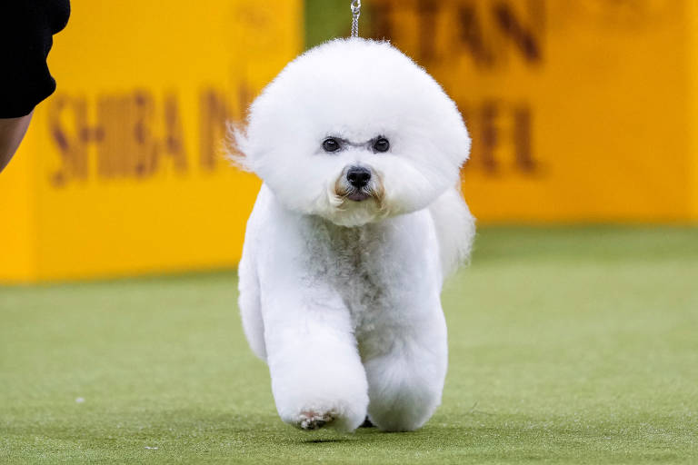 Um cão da raça Bichon Frisé está caminhando em uma pista de competição. O animal é branco e possui um pelo muito fofo e volumoso. Ao fundo, há uma placa amarela com a inscrição 'SHIBA INU'.