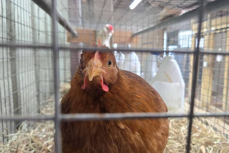 A imagem mostra um galo de penas marrons， com um bico proeminente e crista vermelha， olhando diretamente para a câmera. Ele está dentro de uma gaiola com grades metálicas， e ao fundo， há outros galos e um ambiente de galpão com iluminação natural.
