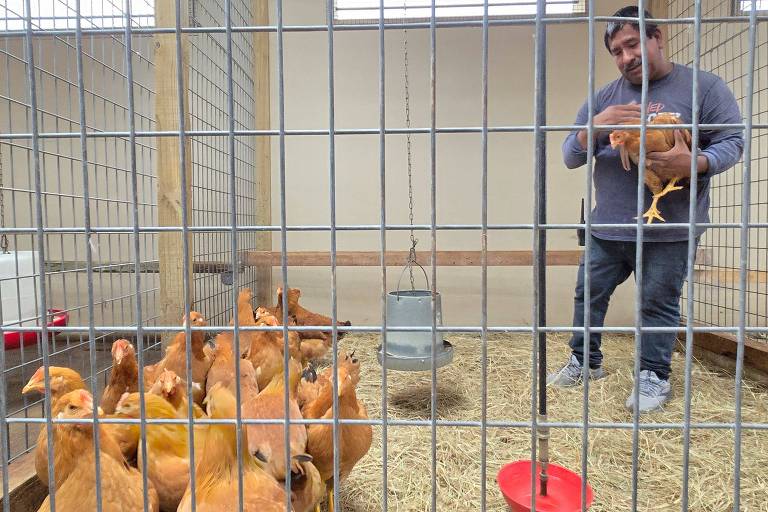 A imagem mostra um homem em um galinheiro， segurando uma galinha. Ele está em pé， com um sorriso， enquanto várias galinhas de penas douradas estão agrupadas no chão， olhando para ele. O galinheiro é cercado por uma grade de metal e possui um bebedouro e um comedouro visíveis. O ambiente é bem iluminado e parece limpo.
