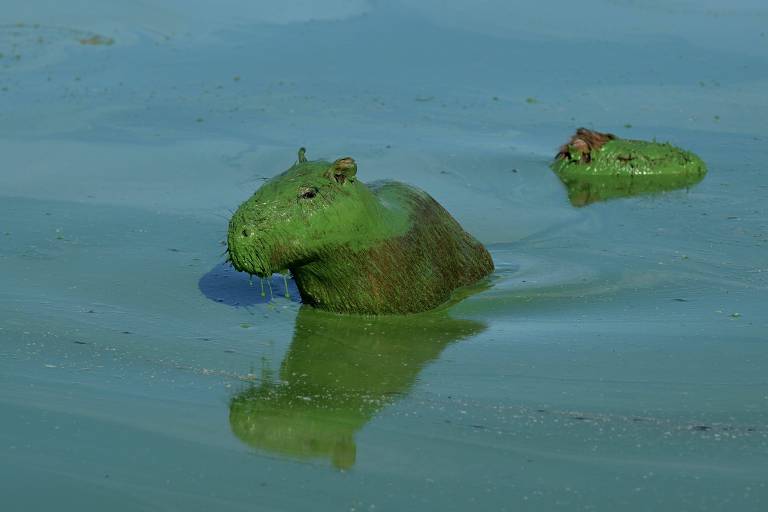 Uma capivara está parcialmente submersa em água com uma coloração verde， possivelmente devido a algas. A capivara tem uma pelagem marrom e está com a cabeça acima da água， enquanto outra capivara menor aparece ao fundo， também submersa.