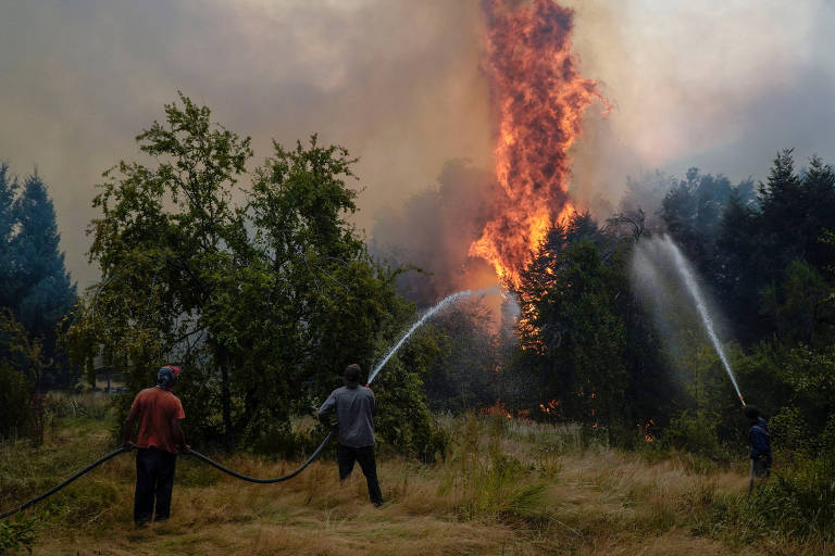 A imagem mostra três homens tentando apagar um incêndio florestal. Eles estão usando mangueiras de incêndio para direcionar água em direção a uma árvore em chamas， que emite grandes chamas e fumaça. O cenário é de um campo com vegetação baixa e algumas árvores ao fundo， sob um céu nublado e escuro devido à fumaça.