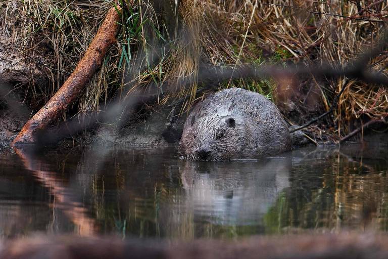 A imagem mostra um castor parcialmente submerso em um ambiente natural， possivelmente em um rio ou lago. O animal está cercado por galhos e vegetação， com a água refletindo sua imagem. A cena transmite uma sensação de tranquilidade， destacando a relação do castor com seu habitat aquático







