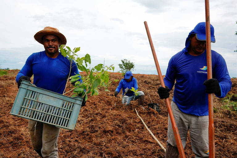 A imagem mostra três trabalhadores em um campo. Um homem à frente carrega uma cesta com mudas de plantas， enquanto os outros dois estão mais ao fundo， um deles agachado e o outro segurando uma ferramenta. Todos estão vestidos com camisas de manga longa azuis e chapéus， e o solo ao redor parece estar preparado para o plantio， com um céu nublado ao fundo.