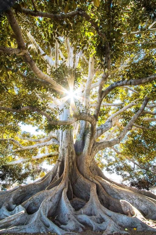 A imagem mostra uma árvore grande e majestosa， com um tronco largo e raízes expostas. Os galhos se espalham amplamente， cobertos por folhas verdes. A luz do sol brilha através das folhas， criando um efeito de raios de luz que emitem do centro da árvore.