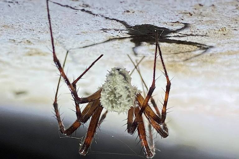 A imagem mostra uma aranha pendurada de cabeça para baixo em uma superfície clara. A aranha tem um corpo marrom e uma parte superior coberta por uma substância branca， que parece ser um tipo de camuflagem ou parasita. As pernas da aranha são longas e finas， e sua sombra é visível na superfície abaixo.