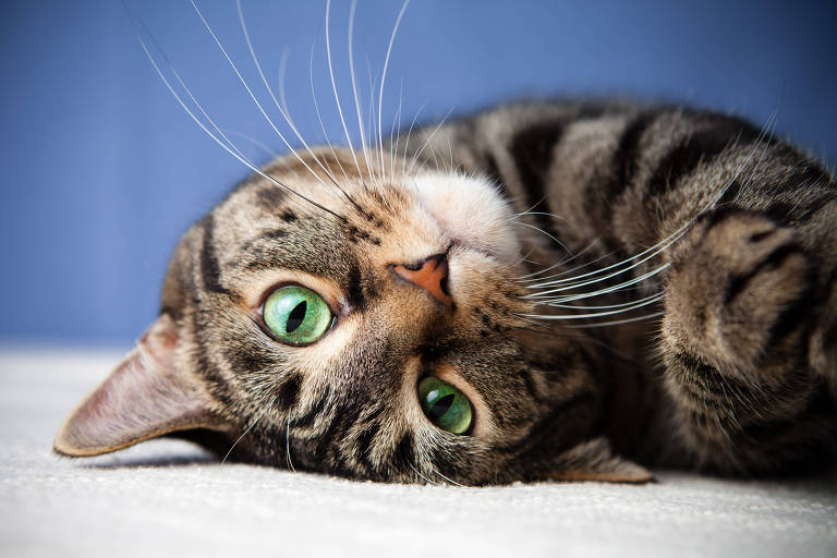 Um gato de pelagem listrada em tons de marrom e preto está deitado de lado， olhando para a câmera. Seus olhos são grandes e verdes， e ele tem longos bigodes. O fundo é azul e o chão é claro.