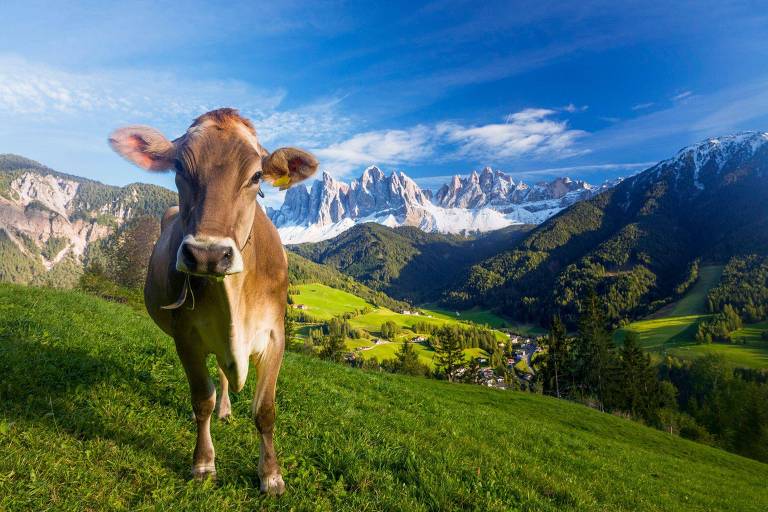 Uma vaca está em primeiro plano em um campo verde， com montanhas cobertas de neve ao fundo. O céu é azul com algumas nuvens brancas. A paisagem é composta por colinas verdes e uma pequena vila visível na parte inferior da imagem.