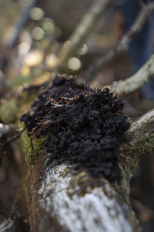 A imagem mostra um tronco de árvore coberto por uma turfa escura e úmida， com raízes expostas. O fundo é desfocado， sugerindo um ambiente natural com vegetação ao redor.