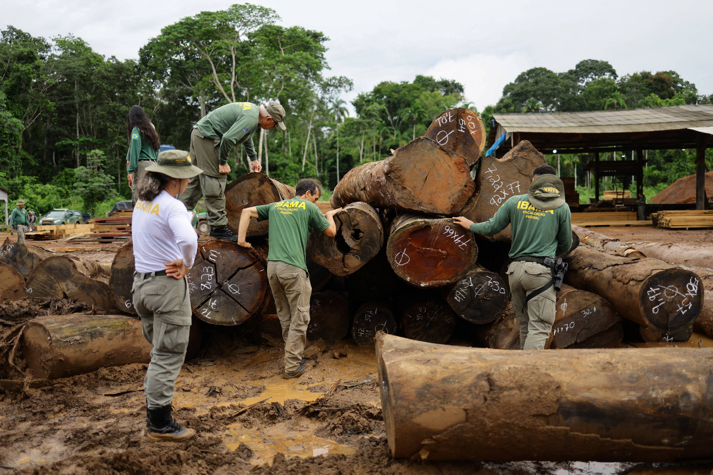 Ibama aplica R$ 15,5 milhões em multas em operação contra madeira ilegal na amazônia