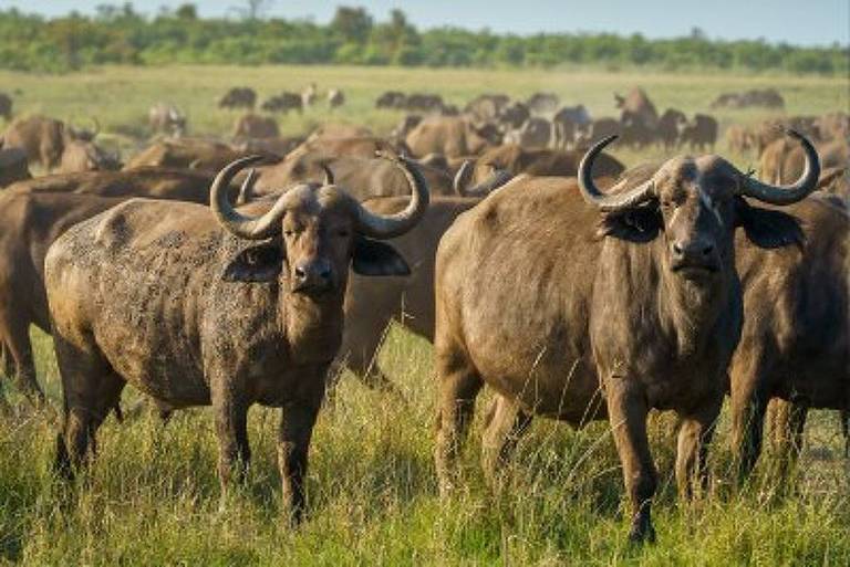 A imagem mostra um rebanho de búfalos em um campo aberto. Dois búfalos estão em primeiro plano， um à esquerda e outro à direita， ambos com chifres curvados. Ao fundo， há mais búfalos pastando em um ambiente natural com vegetação baixa e céu claro.