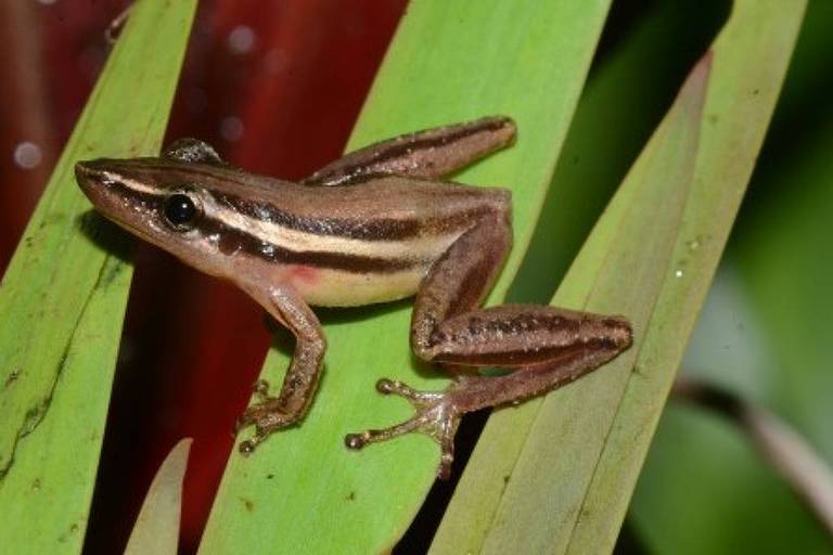 Uma rã de cor marrom com listras claras está posicionada sobre folhas verdes. O corpo da rã é esguio， com patas longas e dedos com ventosas， características típicas de rãs que habitam ambientes tropicais.