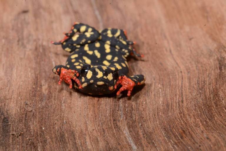 A imagem mostra um sapo com corpo preto e manchas amarelas， além de patas vermelhas. O sapo está posicionado sobre uma superfície de madeira， com um fundo desfocado.