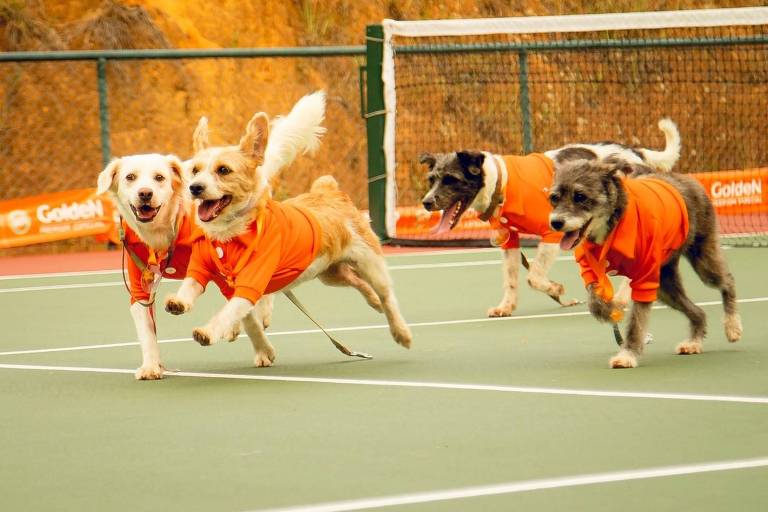 Quatro cães estão correndo em uma quadra de tênis. Eles usam camisetas laranjas e parecem estar se divertindo. Ao fundo， há uma rede de tênis e uma área com vegetação. O ambiente é ensolarado e a quadra é de cor verde.