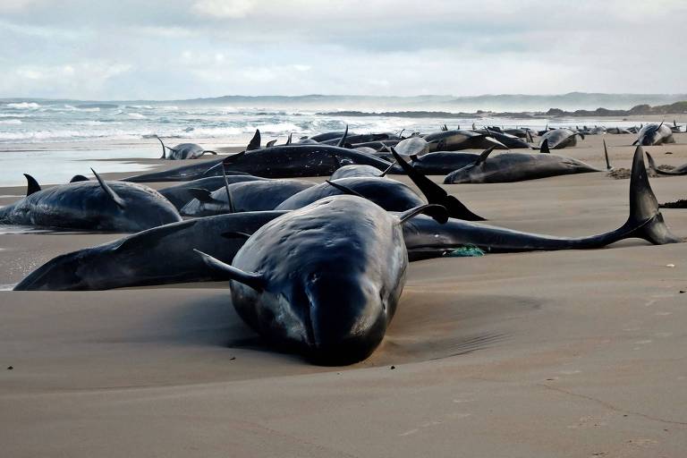 A imagem mostra várias baleias encalhadas na areia de uma praia. Algumas estão de lado， enquanto outras estão parcialmente submersas na água. O céu está nublado e o mar apresenta ondas. Ao fundo， é possível ver uma linha de costa com vegetação.